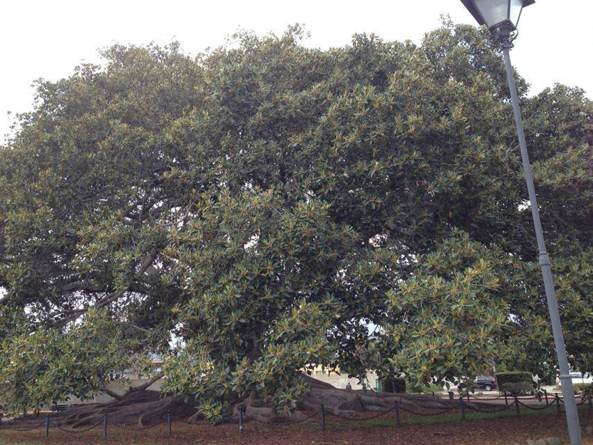 莫顿湾无花果树-圣巴巴拉必去景点