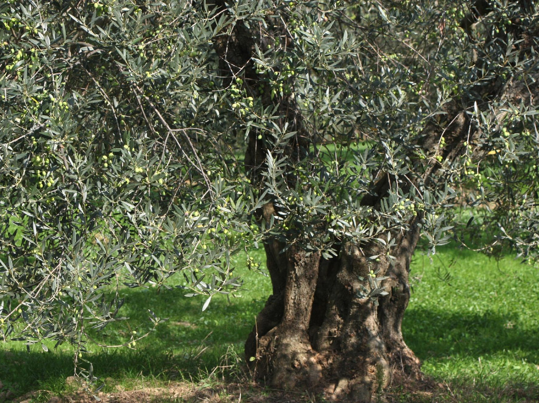 Olio Mezzabarba-Farnese必去景点