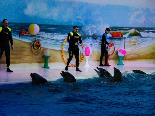 迪拜海豚馆-迪拜必去景点