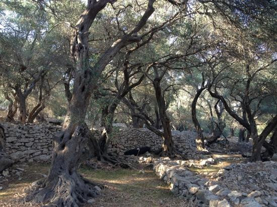 Olympia Paxos Apartment主图