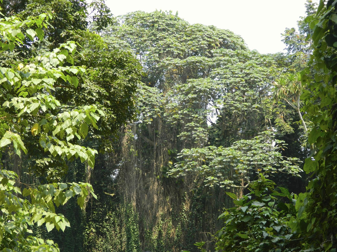 Entebbe Botanic Gardens景点图片