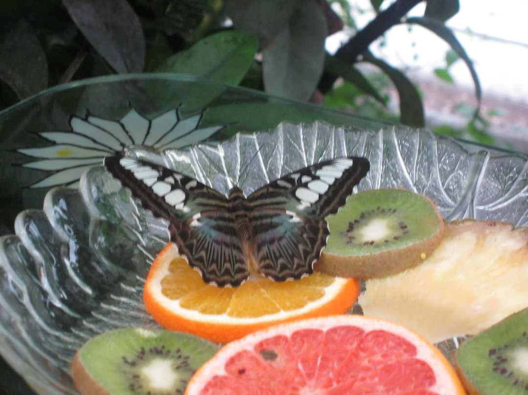 Butterfly House Elbauenpark-马格德堡必去景点