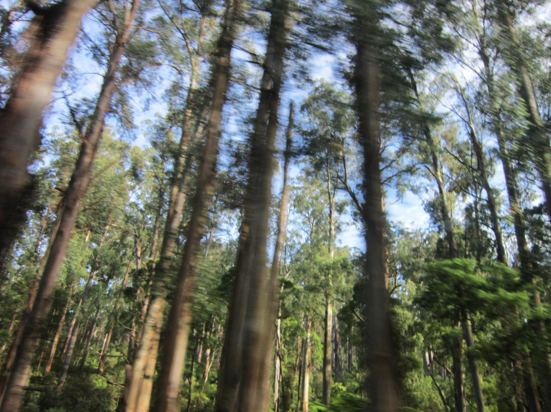 雪博鲁克森林-墨尔本必去景点