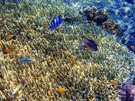 孟赞干岛-佩母德兰必去景点