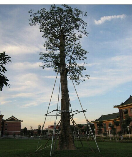 中山纪念中学-中山市必去景点