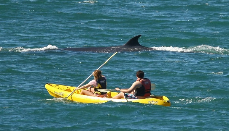 Hermanus-Seekers Day Tours-赫曼努斯必去景点