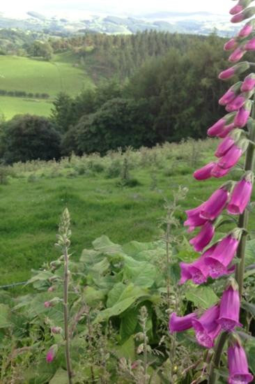 Caerau Gardens景点图片