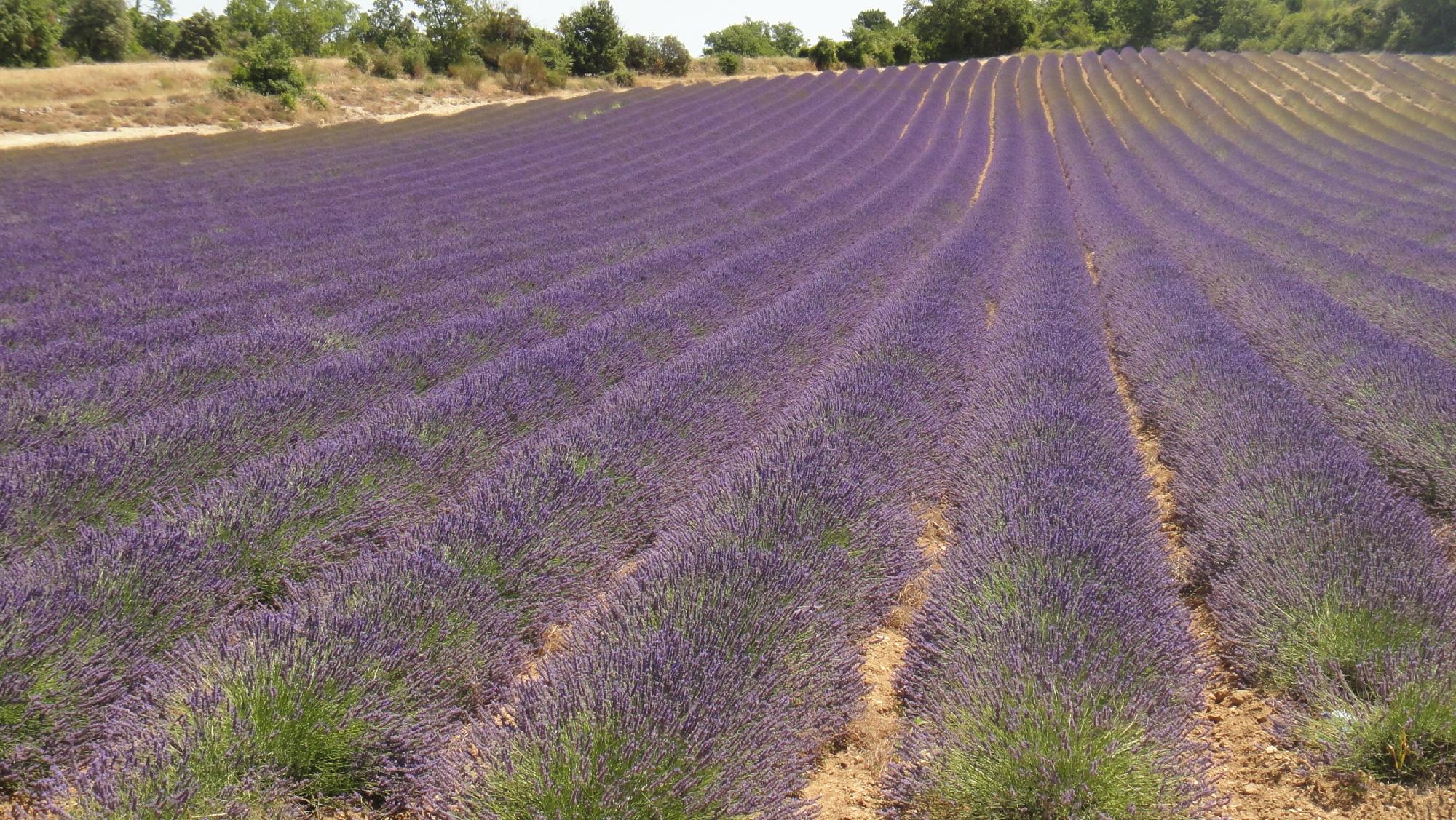 Clos Saint-Jean-客卧