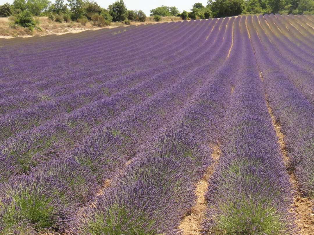 Clos Saint-Jean主图
