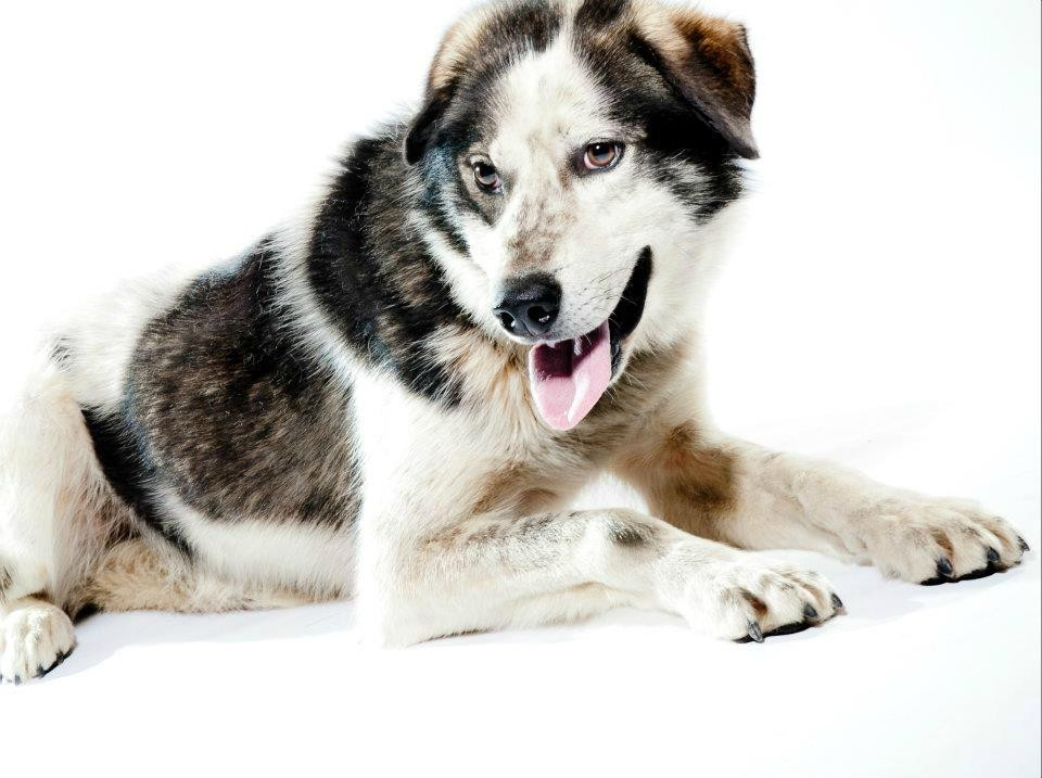 Turning Heads Kennel-苏厄德必去景点