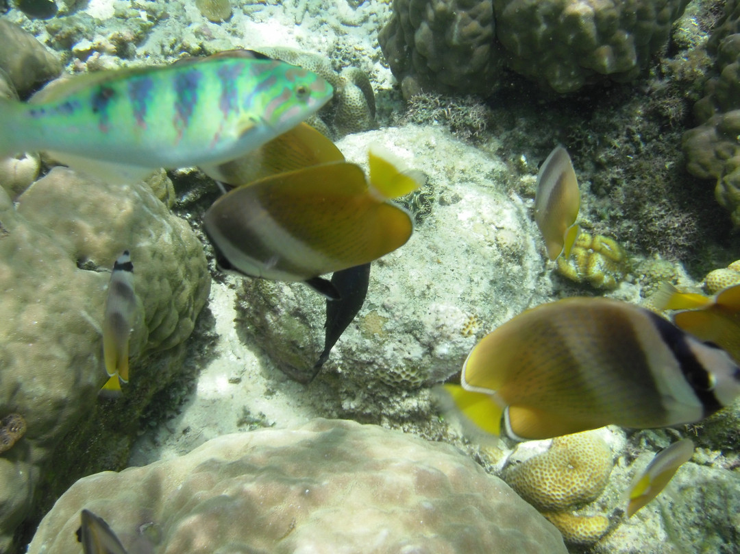 Bunaken National Marine Park景点图片