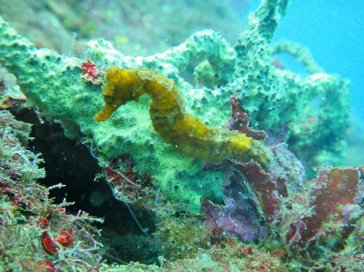 Reef Runner Divers-旧港必去景点