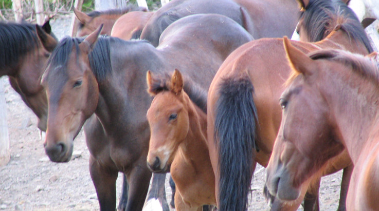 Horseback Riding Expeditions景点图片