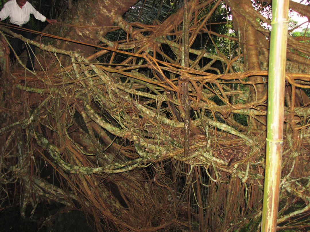 Roots Bridges景点图片