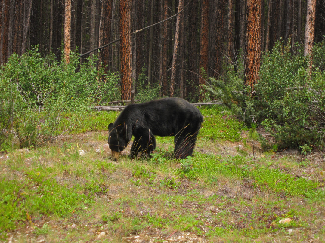 弓河谷观景大道-班夫必去景点