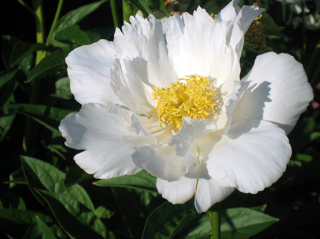Chicago Botanic Garden-Glencoe必去景点