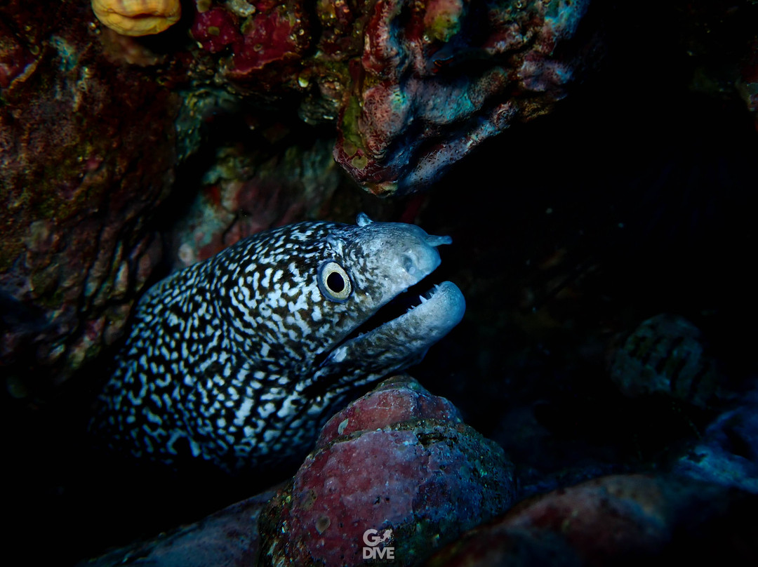 GoDive Costa Rica-Playa Flamingo必去景点