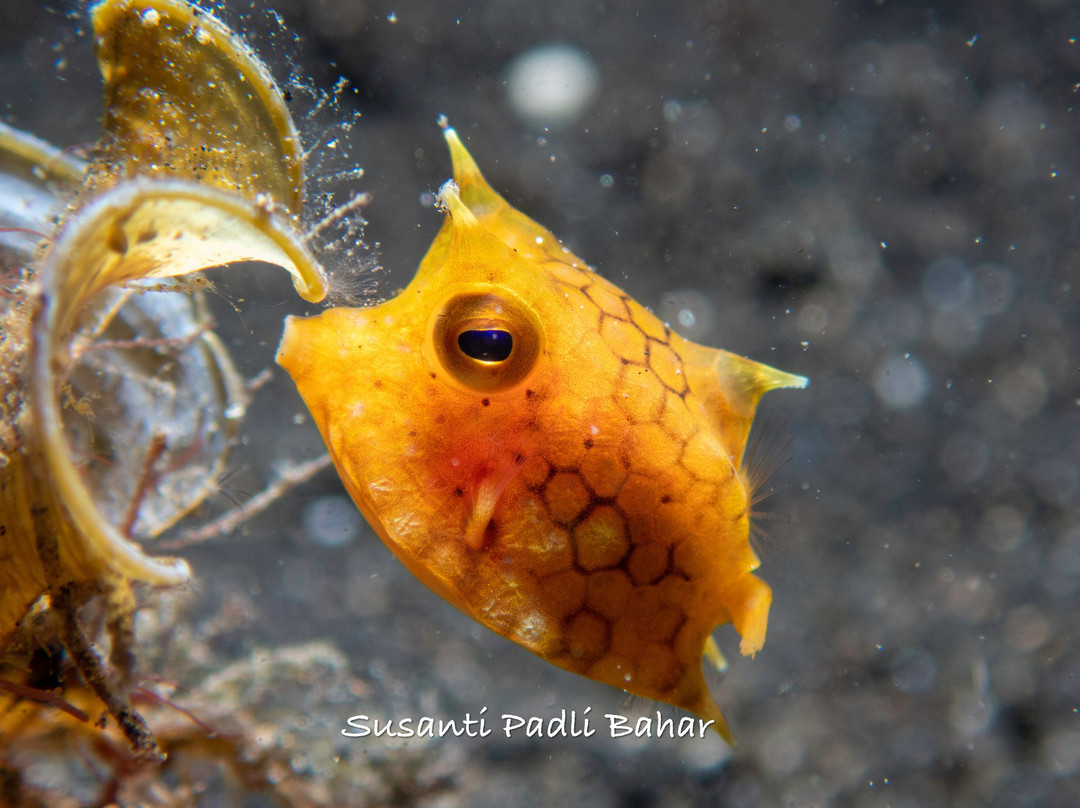 YOS Dive Lembeh-Eco Beach Resort-比通必去景点