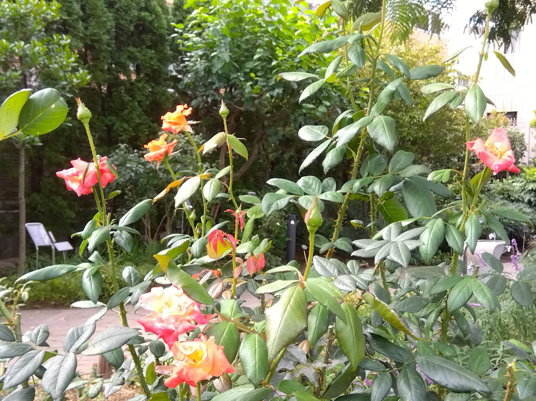 Nemunoki Garden-品川区必去景点