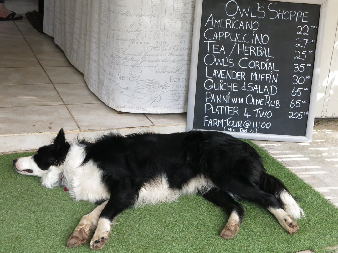 Owl's Rest Olive and Lavender Farm-Robertson必去景点