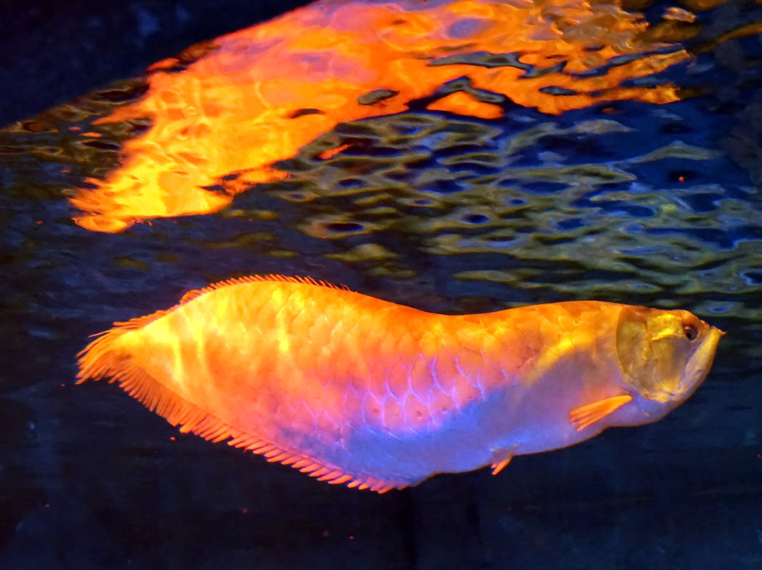 失落的密室水族馆景点图片