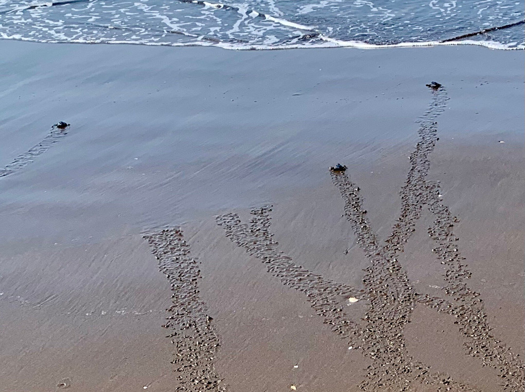 Kurma Asih Sea Turtle Conservation Center景点图片