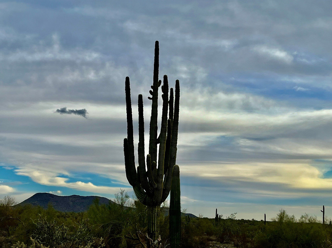 McDowell Sonoran Preserve景点图片