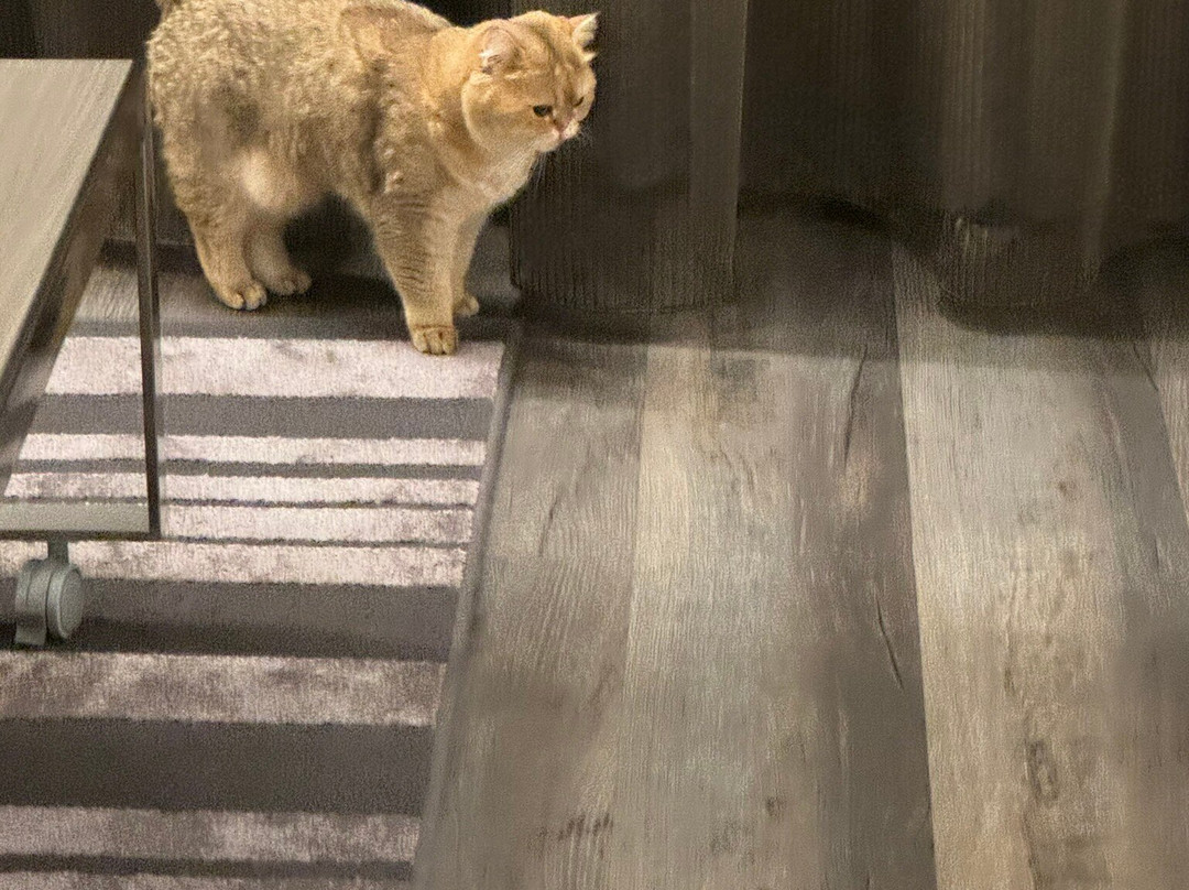 Ac Hotel Bethesda主图