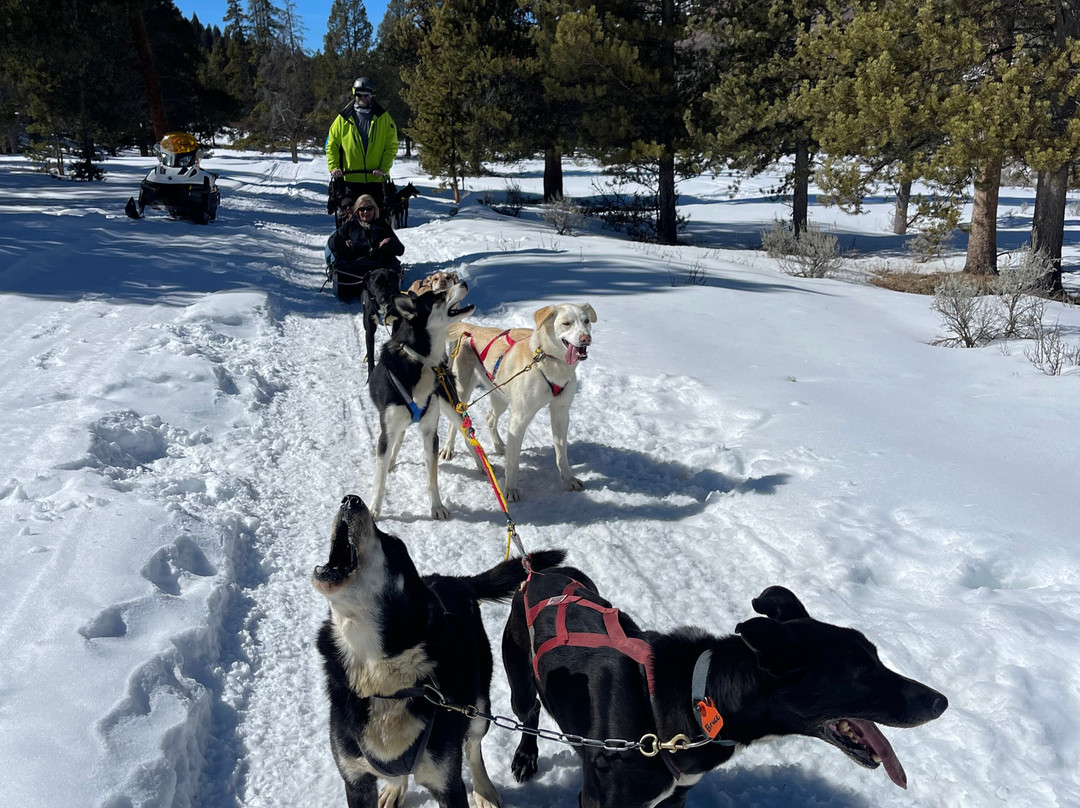 Yellowstone Dog Sled Adventures景点图片