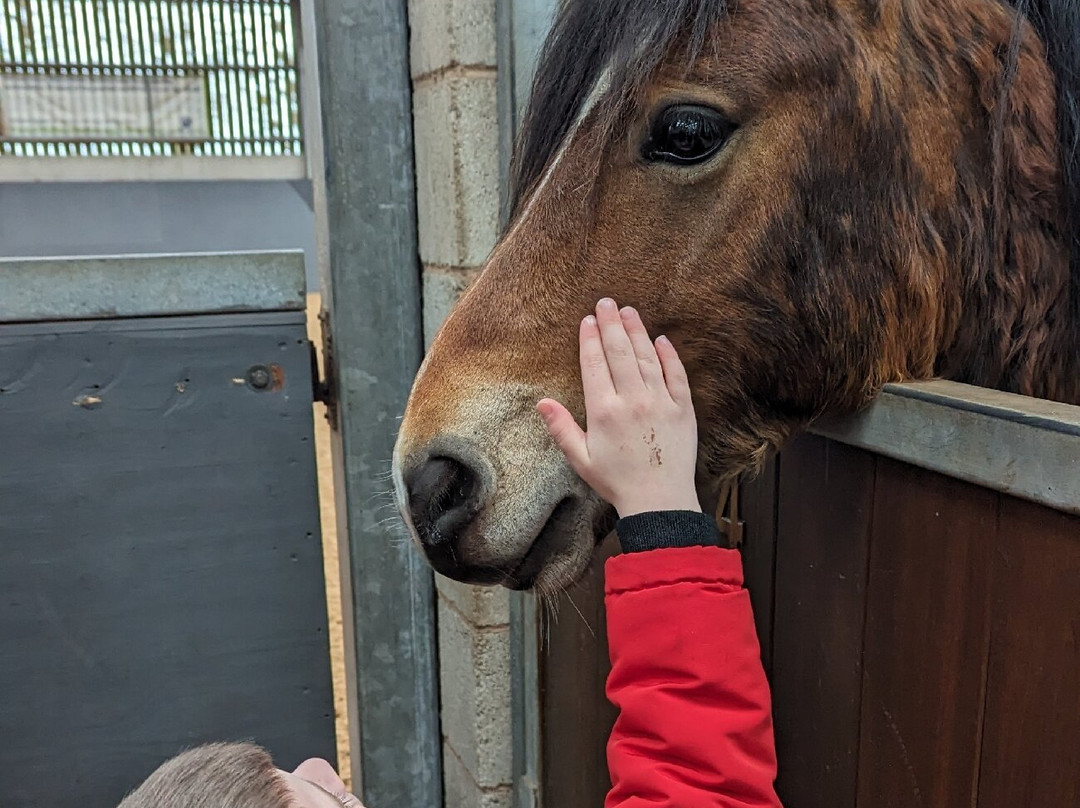 World Horse Welfare Penny Farm景点图片