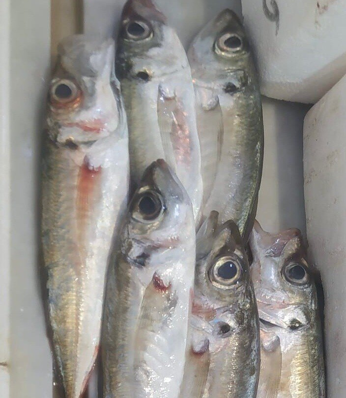 Mercato del Pesce景点图片