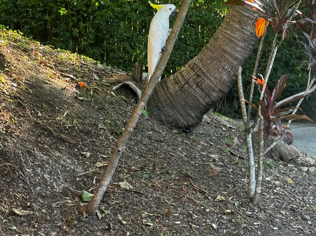 奇帕拉热带雨林旅馆主图