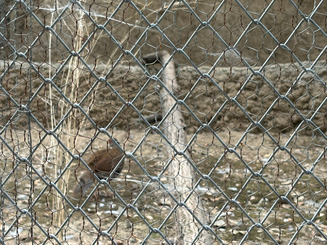 Himalayan Nature Park-Kufri必去景点