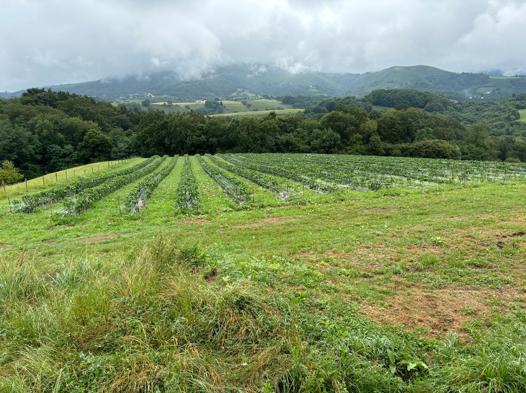 La Ferme Aux Piments景点图片