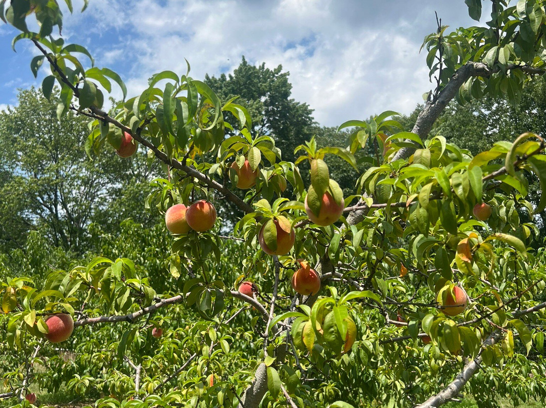 Demarest Farm景点图片
