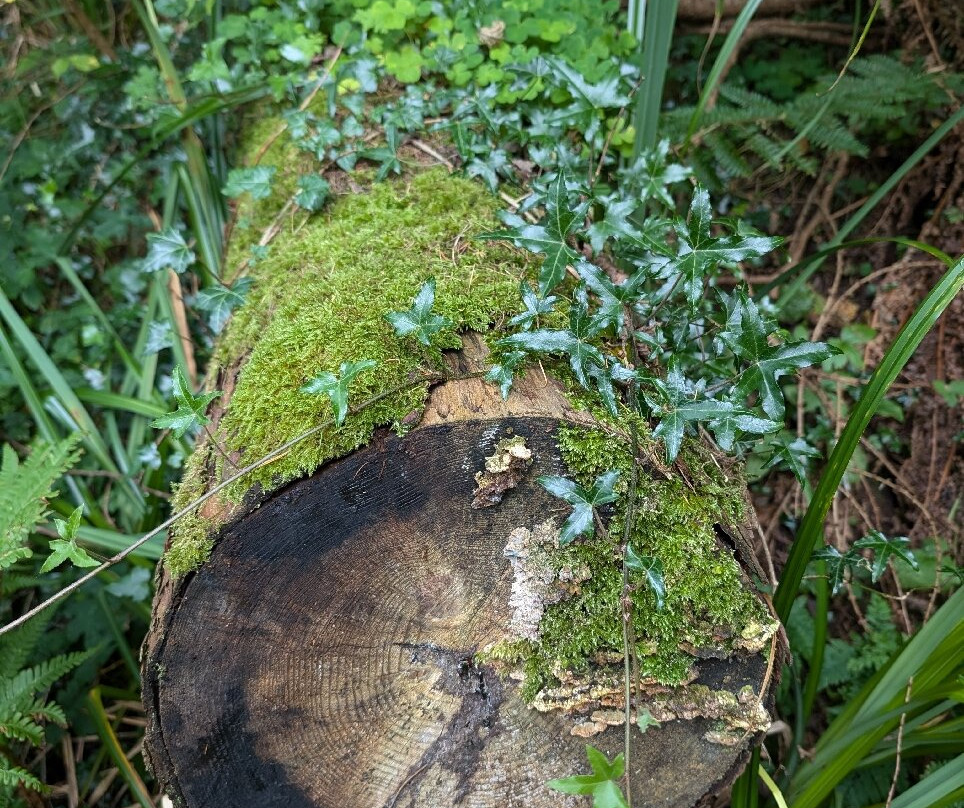 Glenarm forest-Glenarm必去景点