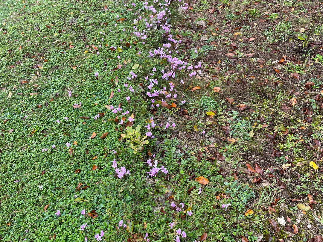 Château De Cibioux主图