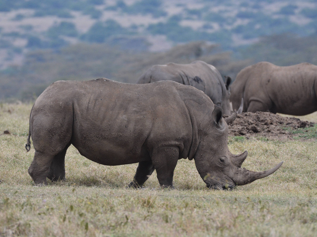 Solio Ranch-涅里必去景点