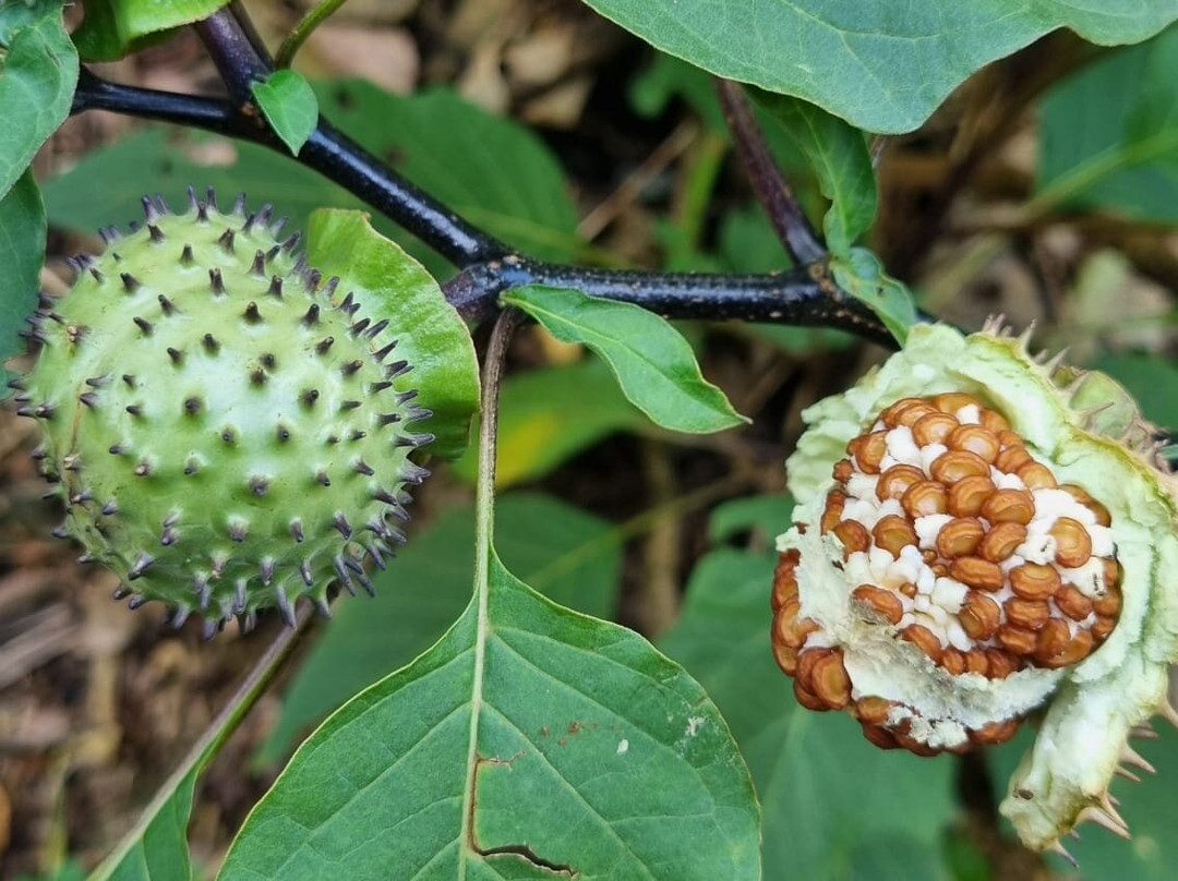 Wanders Munnar-慕那尔必去景点