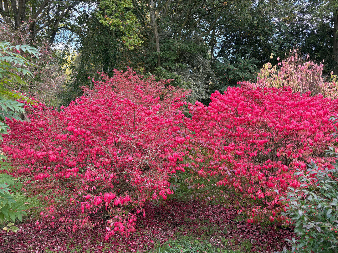 The Place for Plants景点图片