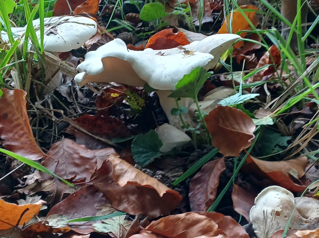 Hatchlands Park NT-吉尔福德必去景点