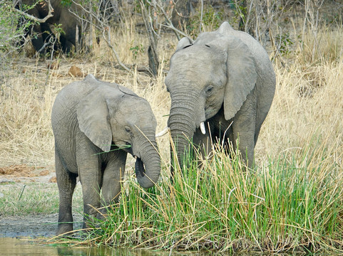 Wildly Connected Safaris-霍德斯普鲁特必去景点