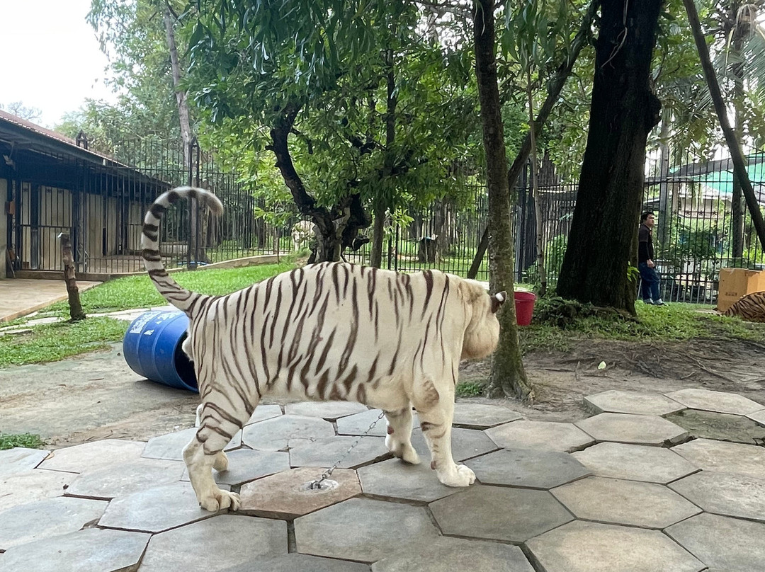 Tiger World Thailand景点图片
