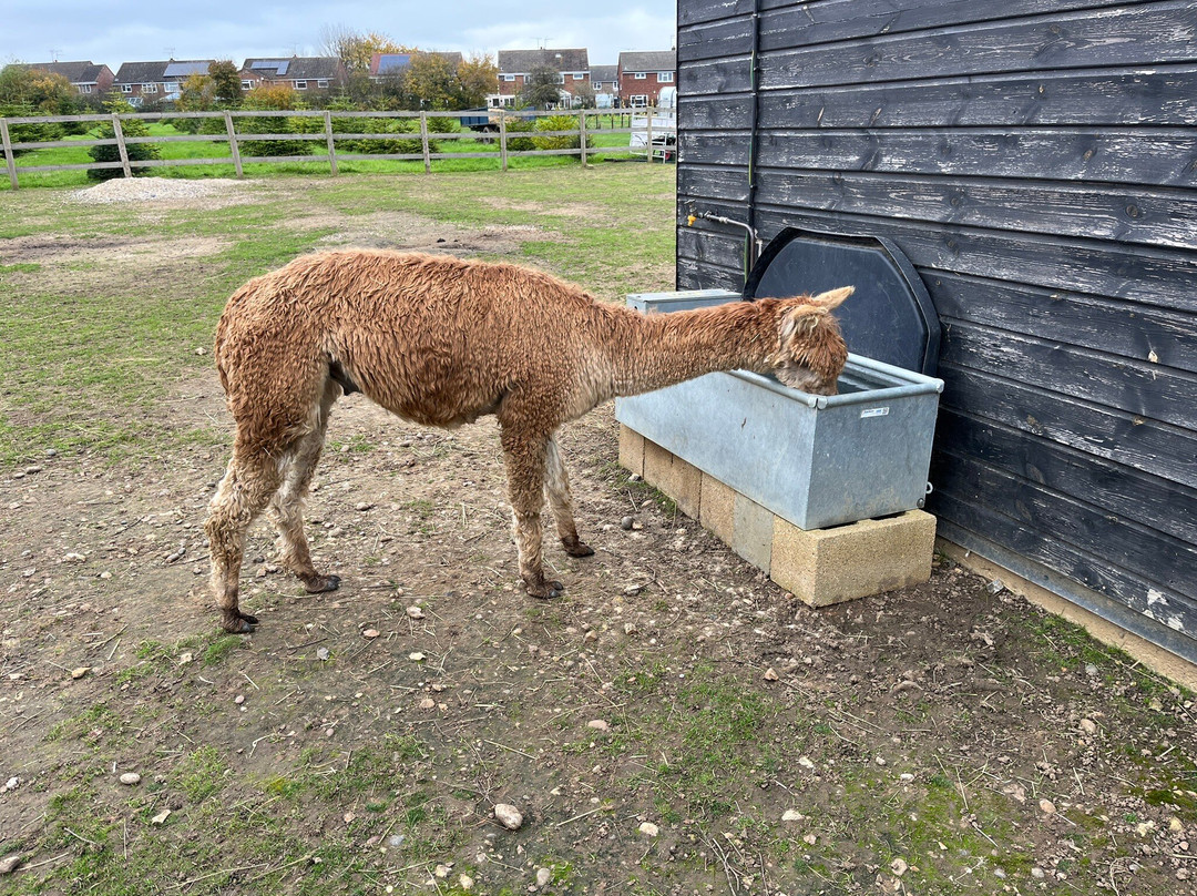 All Things Alpaca Ltd景点图片