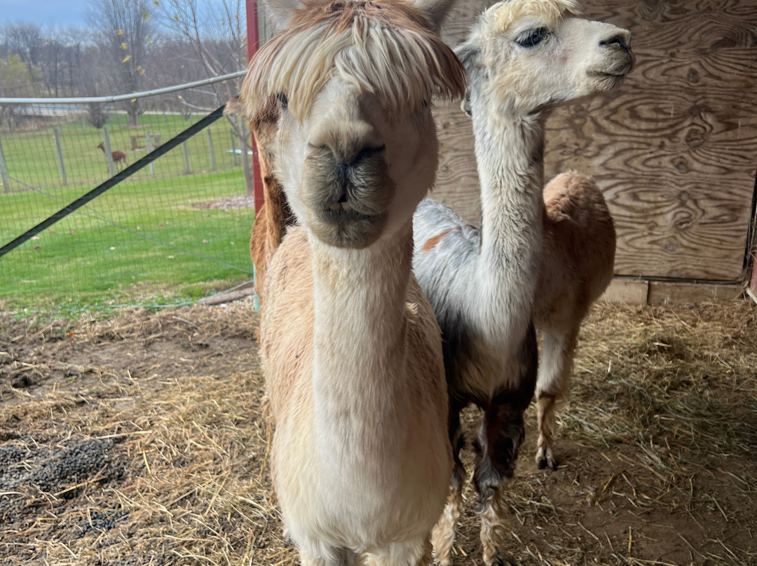 Heartland Criations Alpacas景点图片