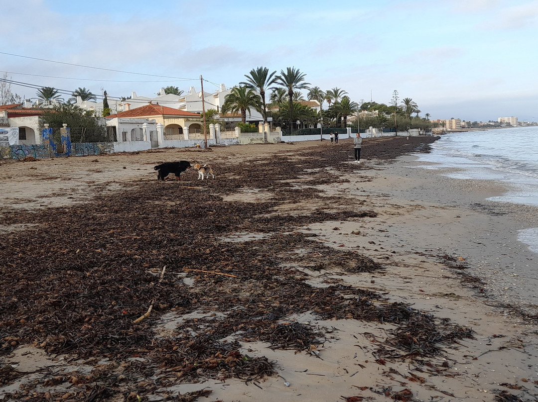 Platja De Les Marinas景点图片