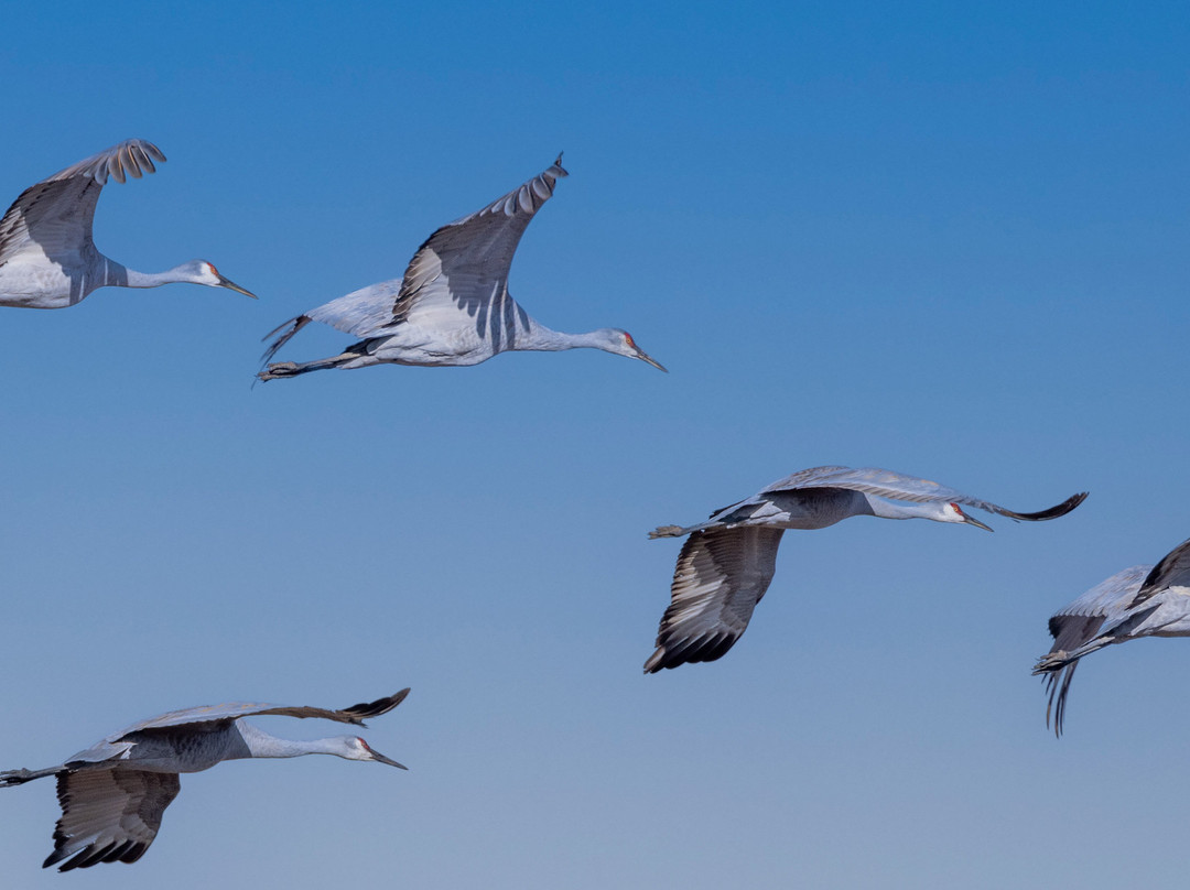 Bosque del Apache National Wildlife Refuge-San Antonio必去景点