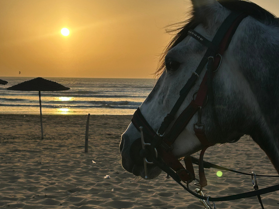 Ranch Berbère À Sidi Kaouki - Essaouira-Sidi Kaouki必去景点