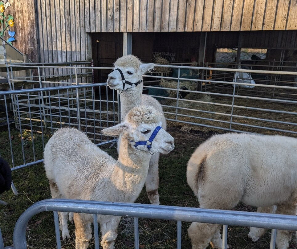 Beacon Alpacas景点图片