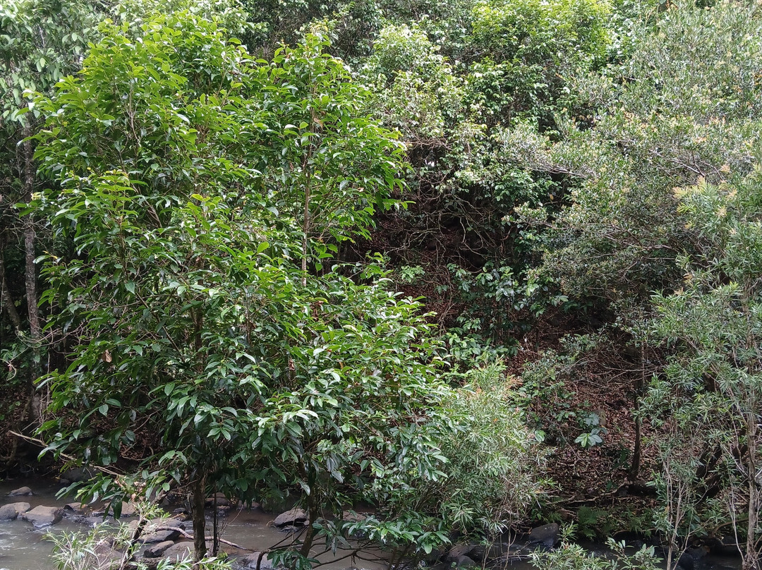 The Peterson Creek Walking Track-Yungaburra必去景点